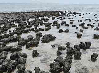 Stromatolity v Shark Bay, t.j. ralo ztoka, v Austrlii